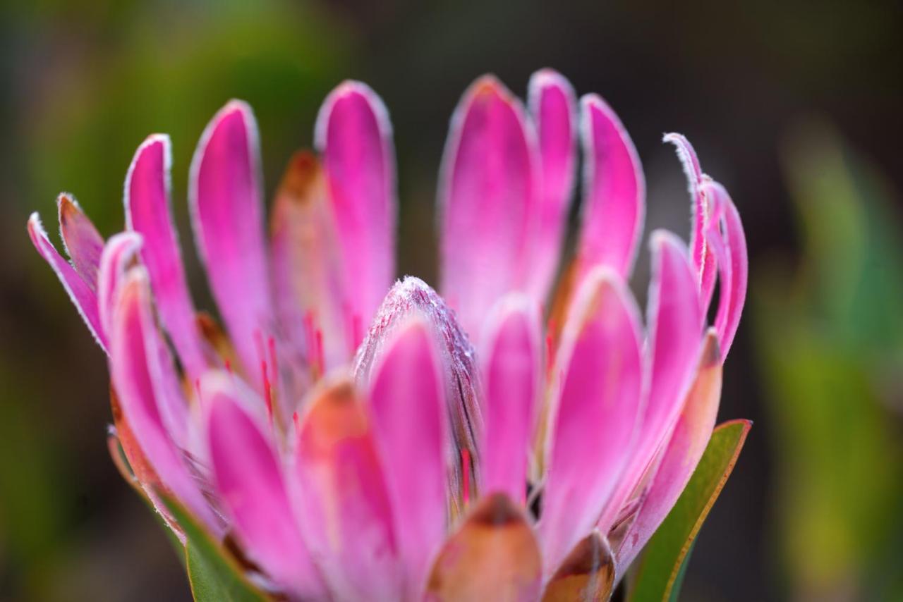 Honeyrock Cottages Kleinmond Luaran gambar