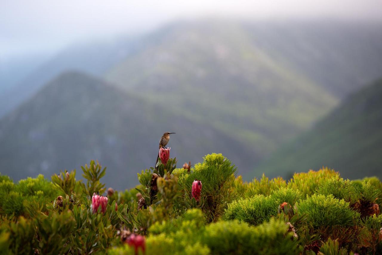 Honeyrock Cottages Kleinmond Luaran gambar
